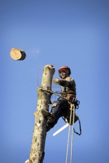 Wycinka i pielęgnacja drzew metodą alpinistyczną